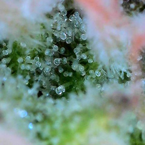 Delilah growlog photo: Looking beautiful 