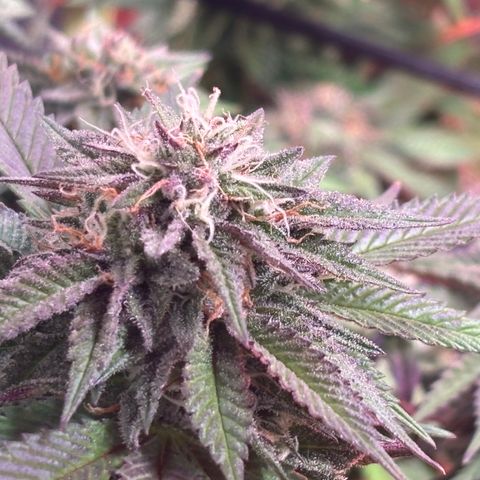 Delilah growlog photo: Looking beautiful 