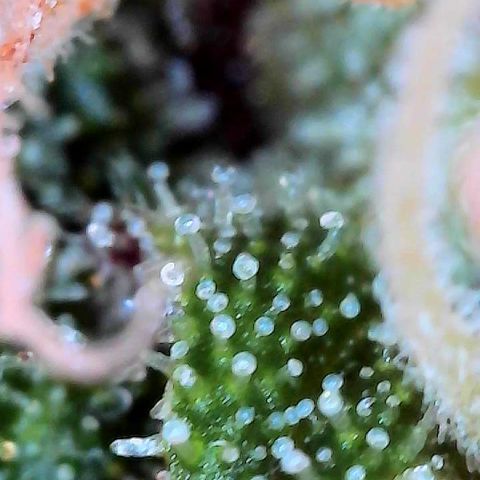 Delilah growlog photo: Looking beautiful 