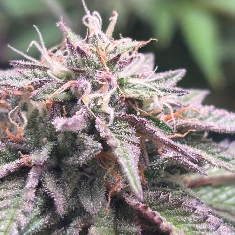 Delilah growlog photo: Looking beautiful 