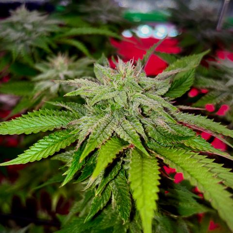 Delilah growlog photo: Looking beautiful 