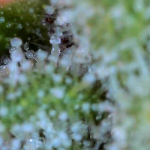 Delilah growlog photo: Looking beautiful 