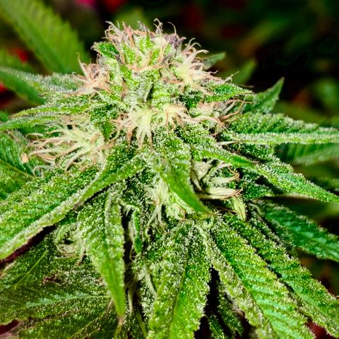 Delilah growlog photo: Looking beautiful 