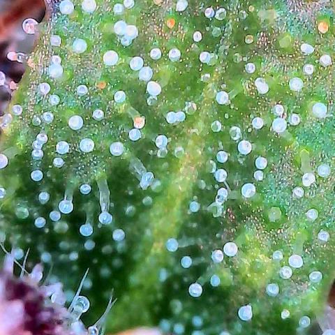 Delilah growlog photo: Looking beautiful 