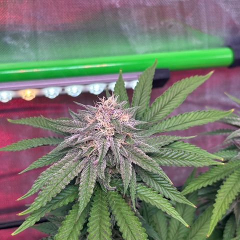 Delilah growlog timeline photo
