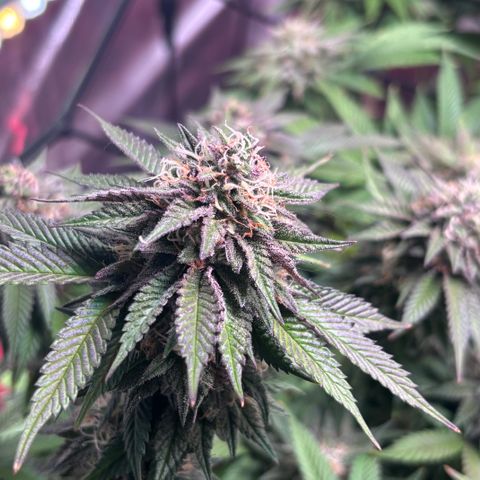 Delilah growlog timeline photo