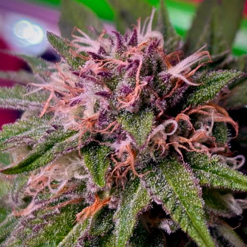 Delilah growlog timeline photo