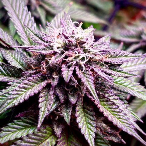 Delilah growlog timeline photo