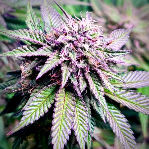 Delilah growlog timeline photo