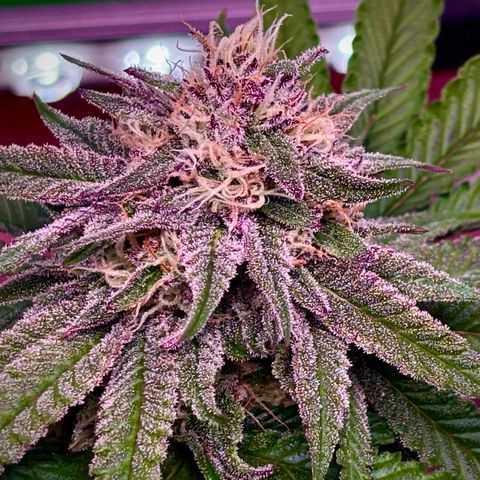 Delilah growlog timeline photo