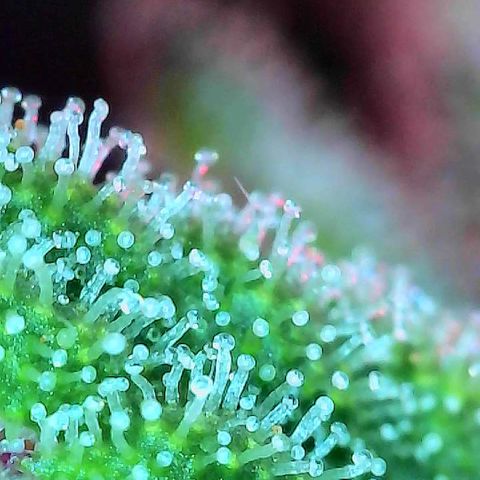 Delilah growlog timeline photo