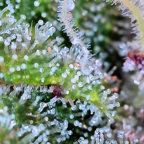 Delilah growlog timeline photo