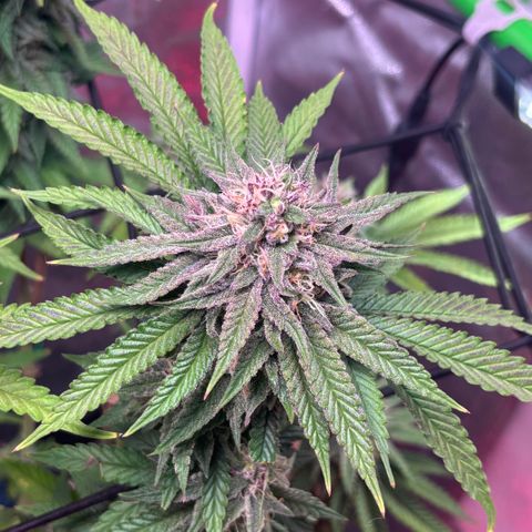 Delilah growlog timeline photo