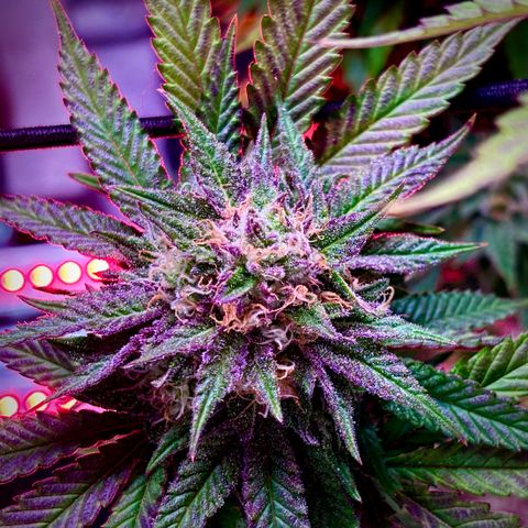 Delilah growlog timeline photo