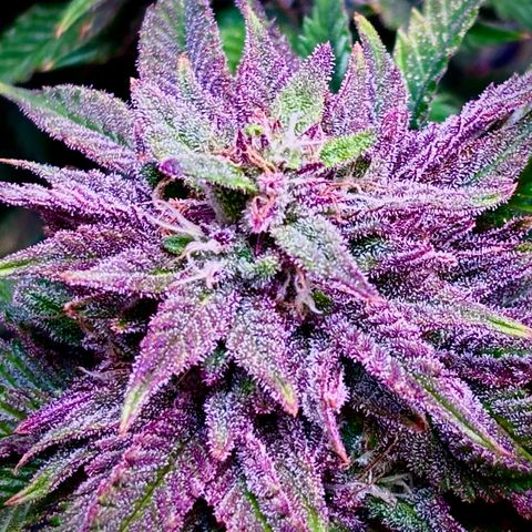Delilah growlog timeline photo