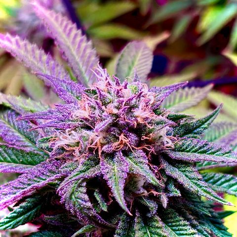 Delilah growlog timeline photo