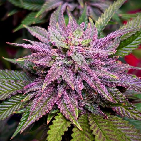 Delilah growlog timeline photo
