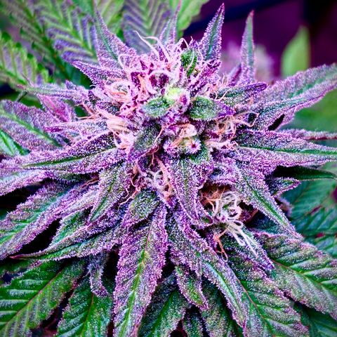 Delilah growlog timeline photo