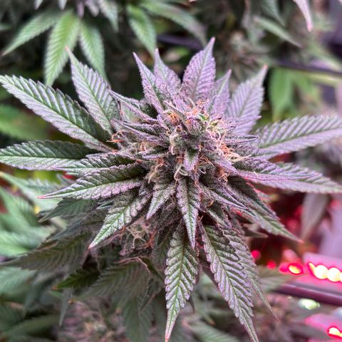 Delilah growlog timeline photo