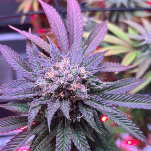 Delilah growlog timeline photo