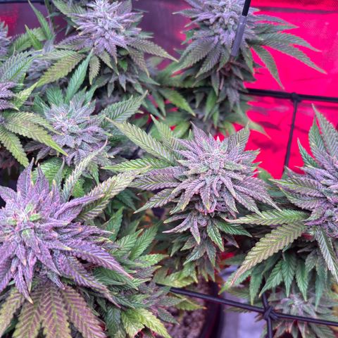 Delilah growlog timeline photo