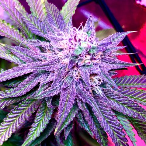 Delilah growlog timeline photo