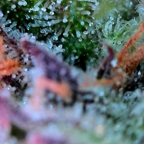 Delilah growlog timeline photo