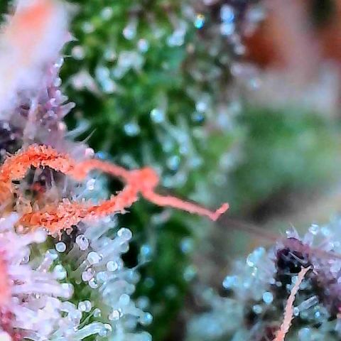 Delilah growlog timeline photo