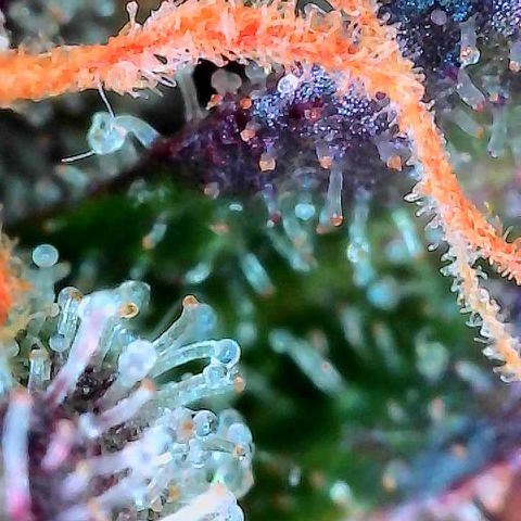Delilah growlog timeline photo