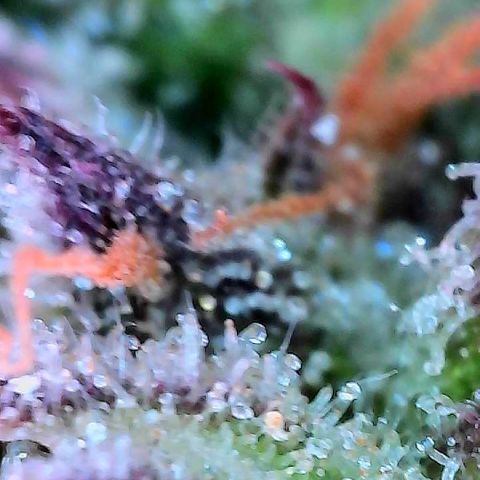 Delilah growlog timeline photo