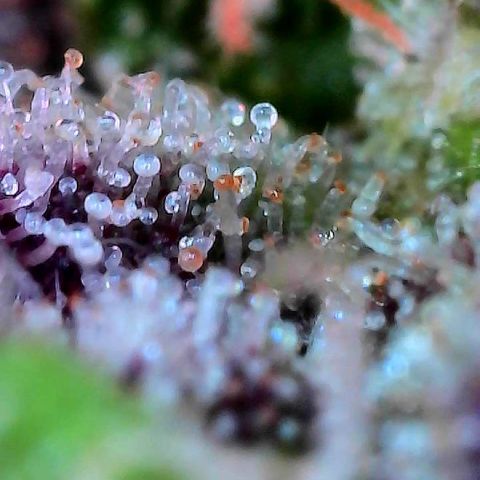 Delilah growlog timeline photo