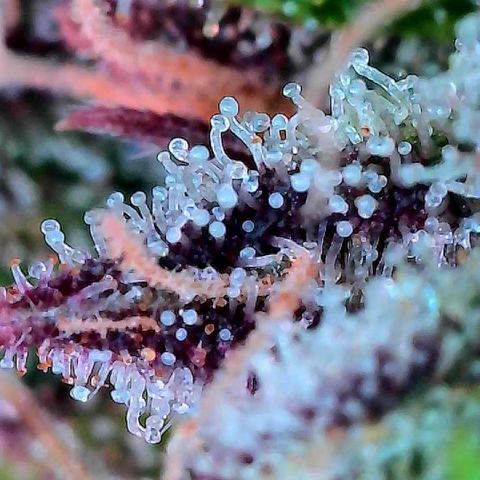 Delilah growlog timeline photo