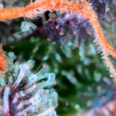 Delilah growlog timeline photo