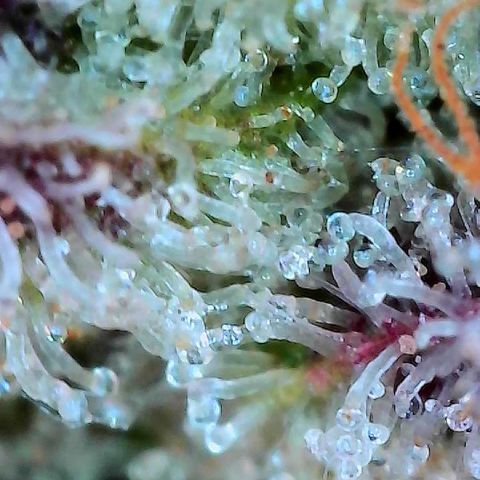 Delilah growlog timeline photo
