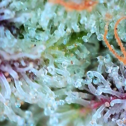 Delilah growlog timeline photo