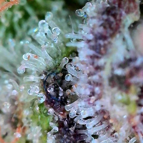 Delilah growlog timeline photo