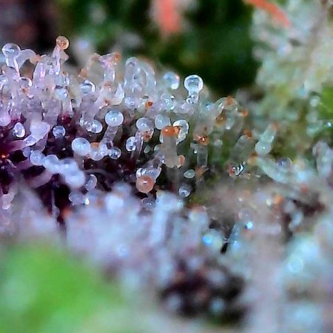 Delilah growlog timeline photo