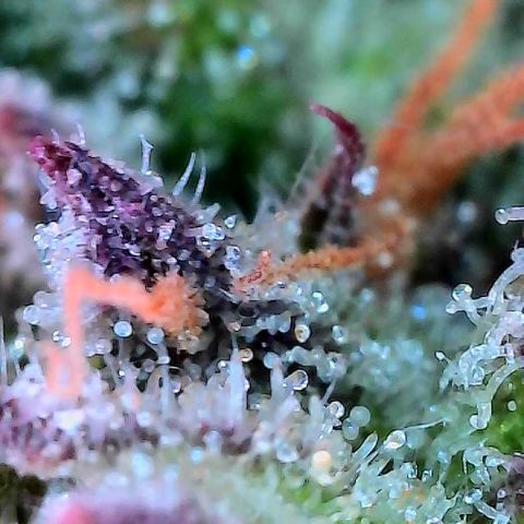 Delilah growlog timeline photo