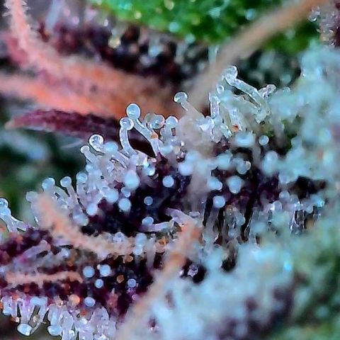Delilah growlog timeline photo