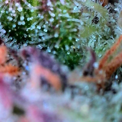Delilah growlog timeline photo