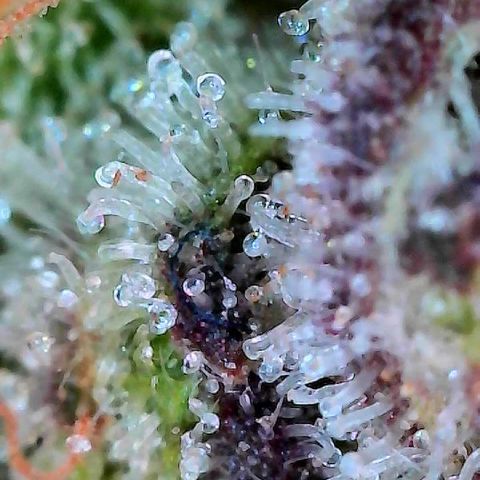 Delilah growlog timeline photo