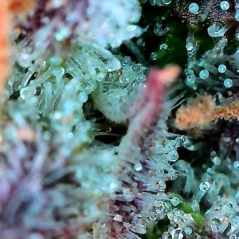 Delilah growlog timeline photo