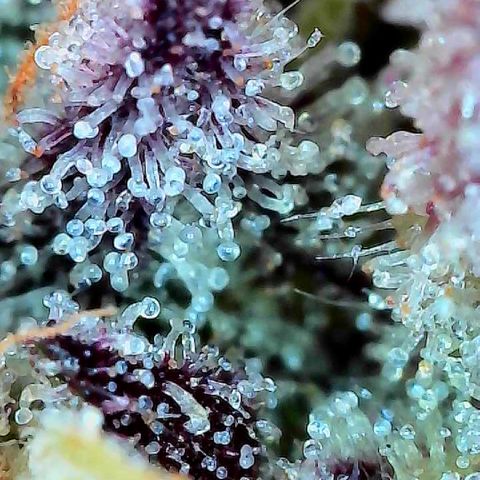 Delilah growlog timeline photo