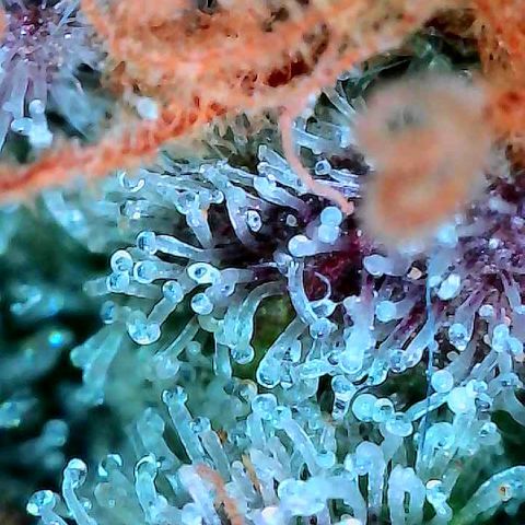 Delilah growlog timeline photo