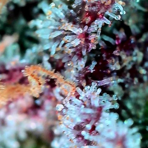 Delilah growlog timeline photo