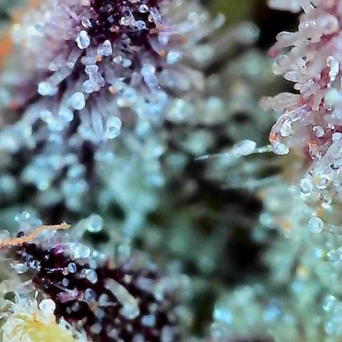 Delilah growlog timeline photo