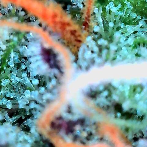 Delilah growlog timeline photo