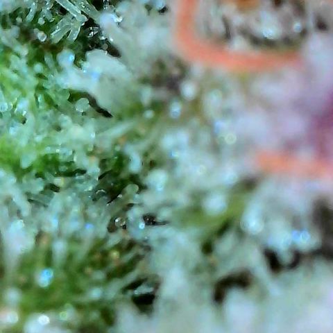Delilah growlog timeline photo
