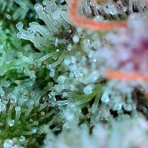 Delilah growlog timeline photo