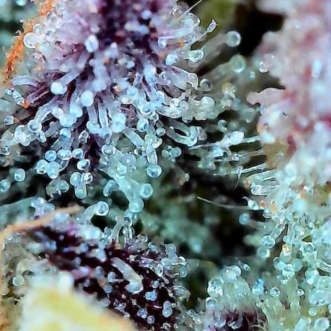 Delilah growlog timeline photo